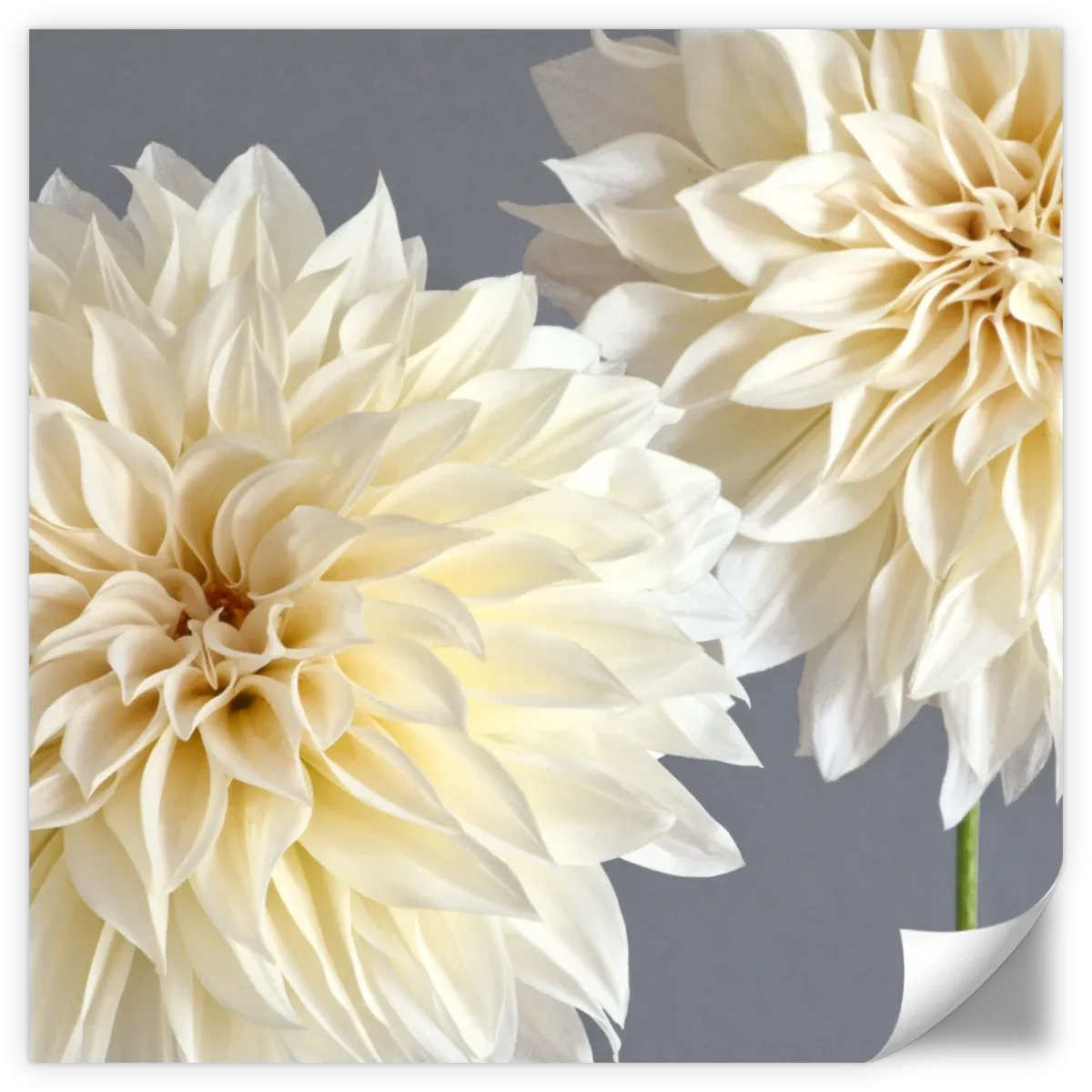 2 Cream Dahlias On Gray Wall Art