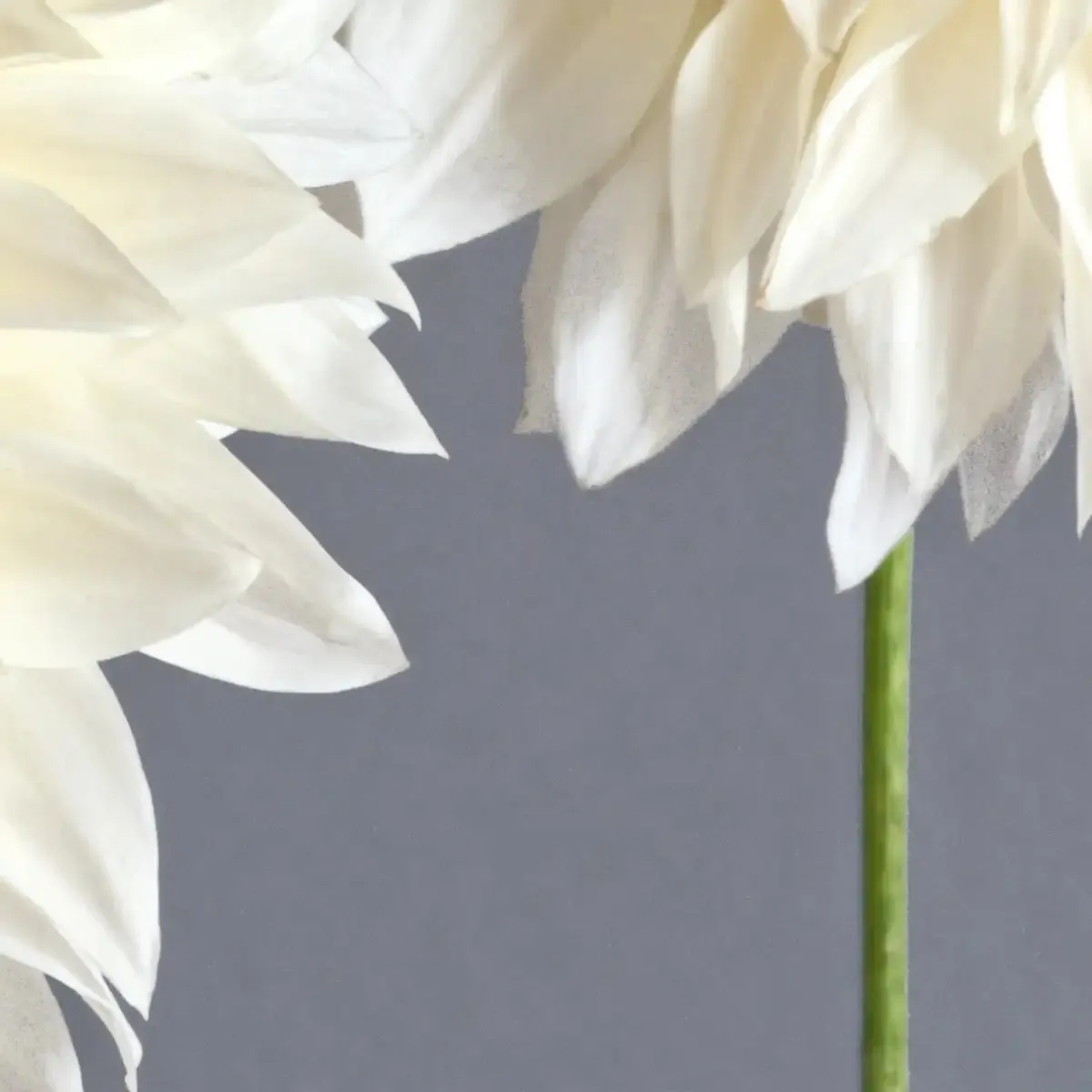 2 Cream Dahlias On Gray Wall Art