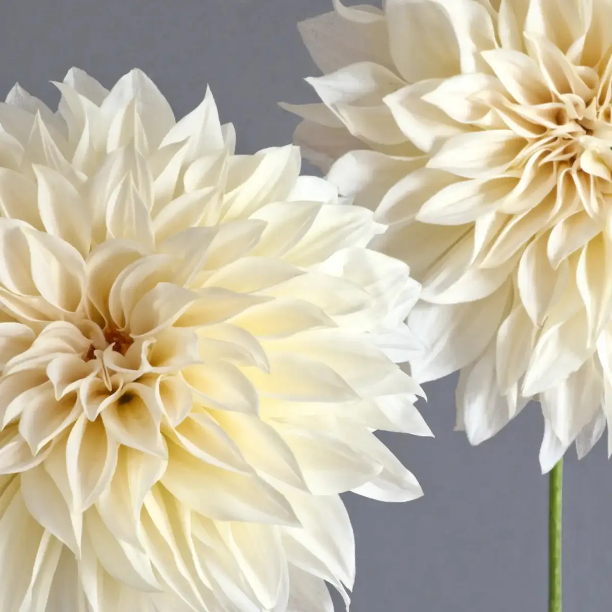 2 Cream Dahlias On Gray Wall Art