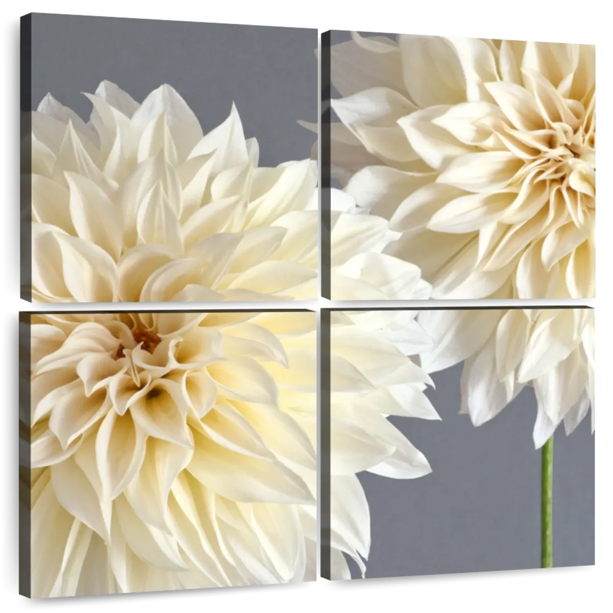 2 Cream Dahlias On Gray Wall Art