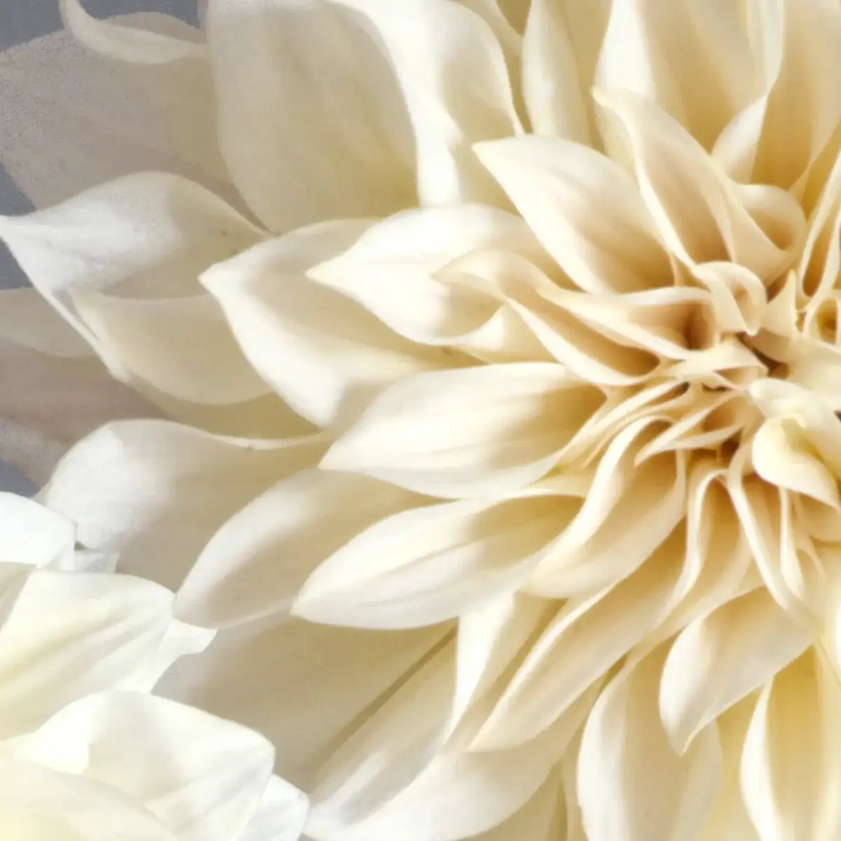 2 Cream Dahlias On Gray Wall Art