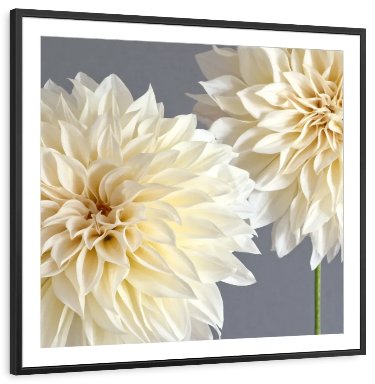 2 Cream Dahlias On Gray Wall Art