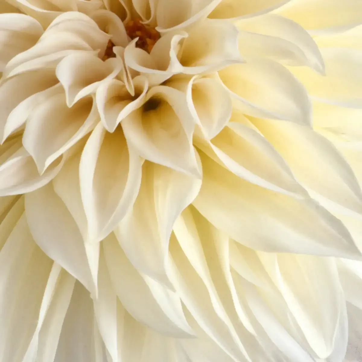 2 Cream Dahlias On Gray Wall Art