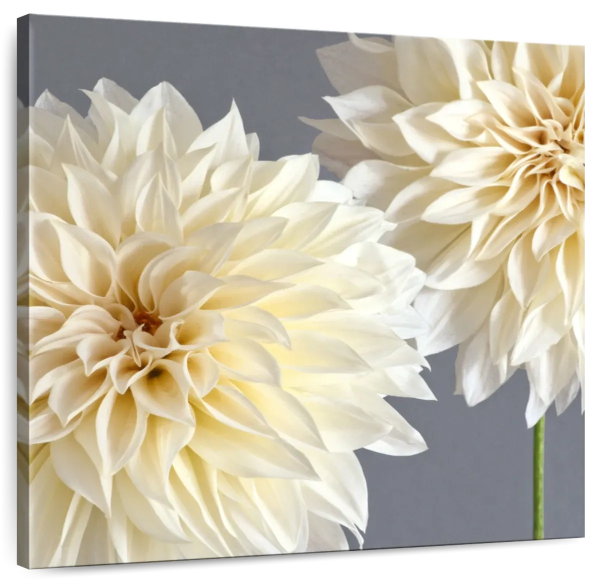 2 Cream Dahlias On Gray Wall Art