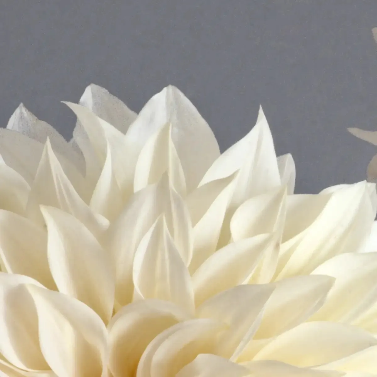 2 Cream Dahlias On Gray Wall Art