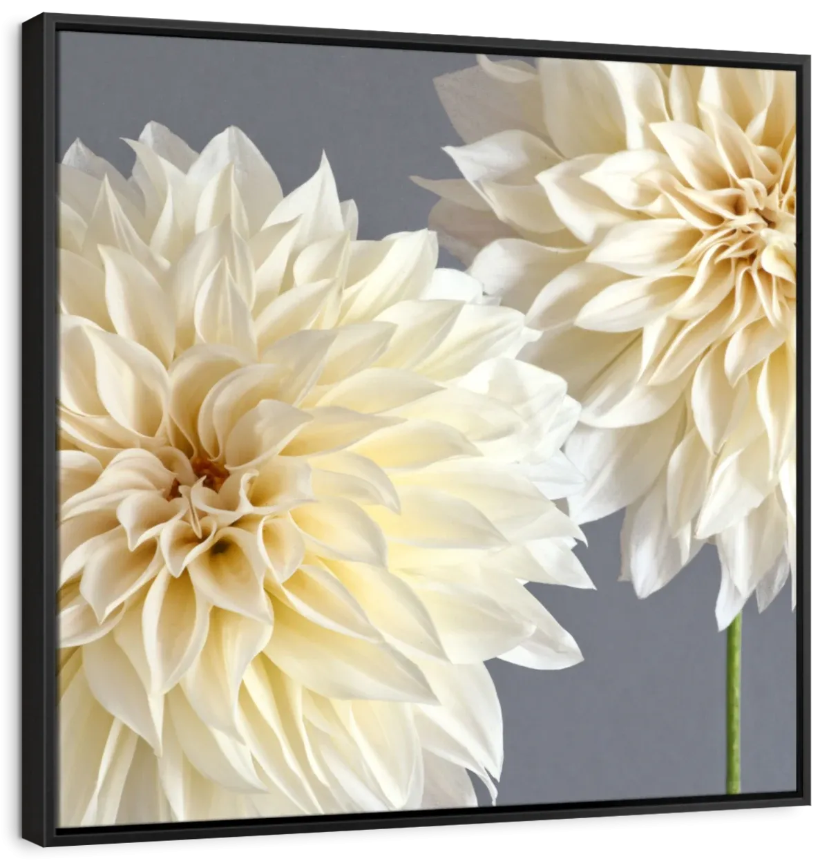 2 Cream Dahlias On Gray Wall Art