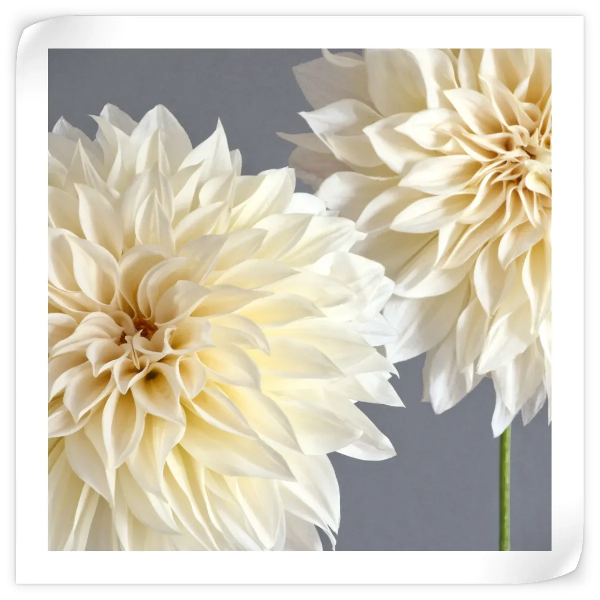 2 Cream Dahlias On Gray Wall Art