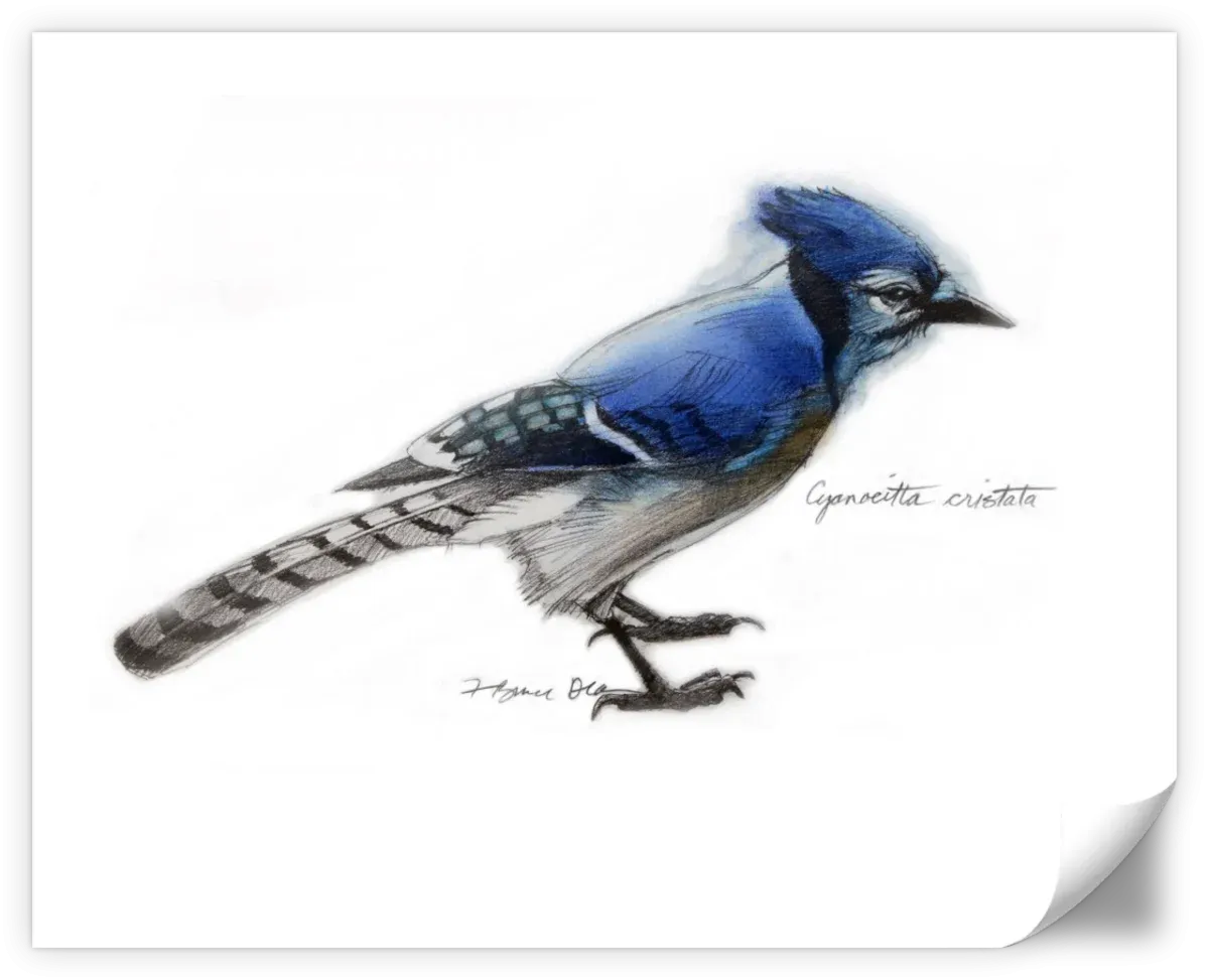 A Blue Jay Wall Art