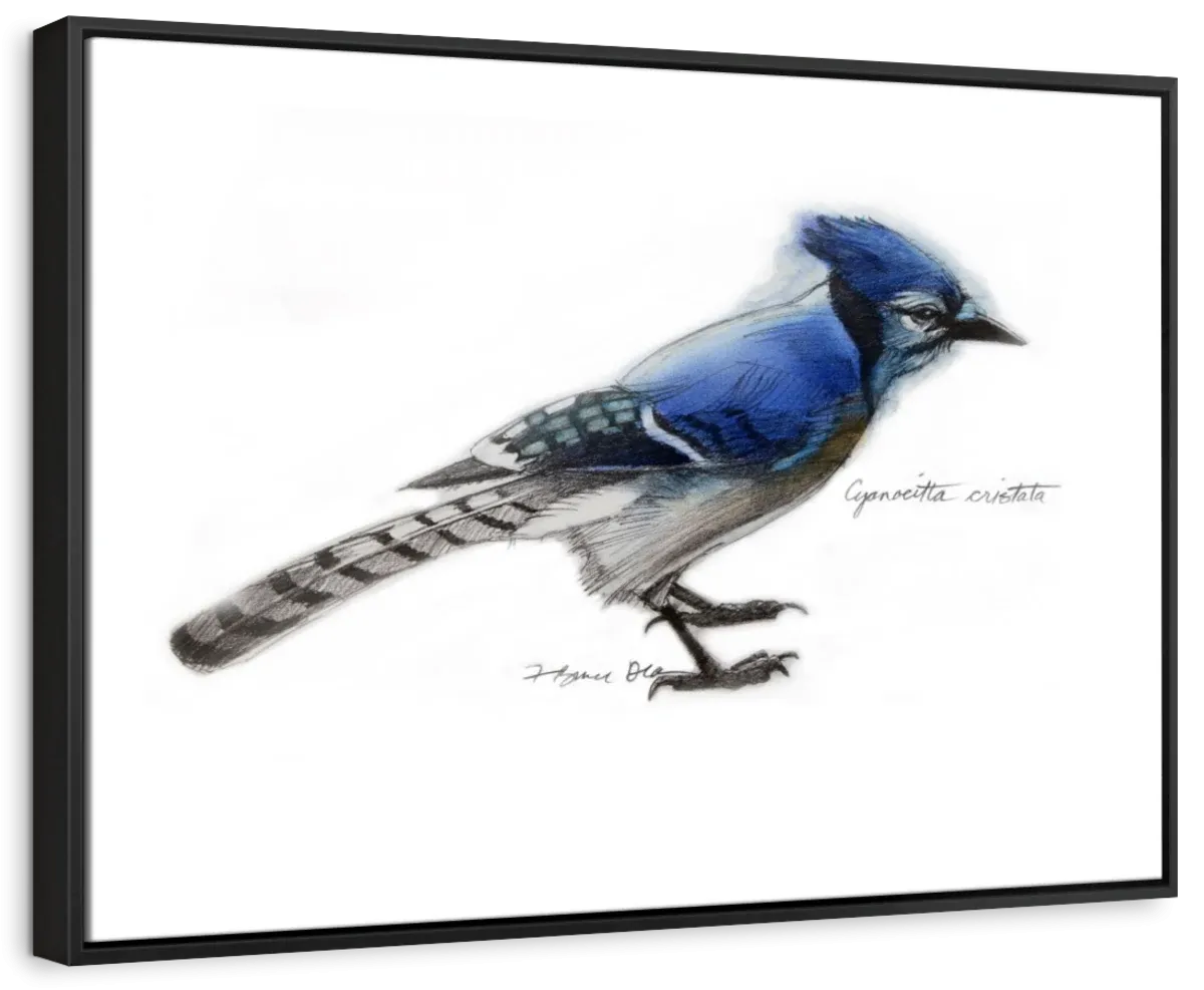 A Blue Jay Wall Art