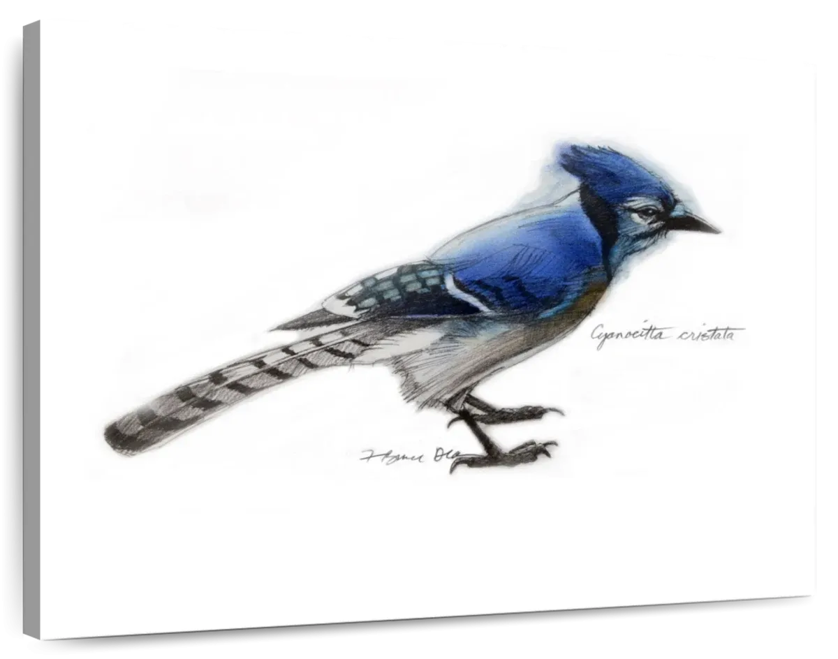 A Blue Jay Wall Art