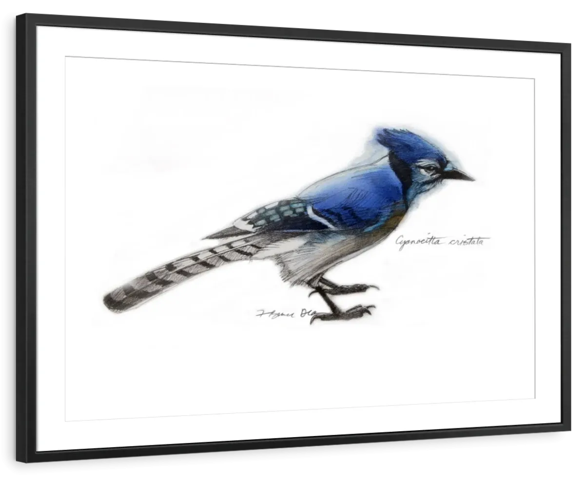 A Blue Jay Wall Art