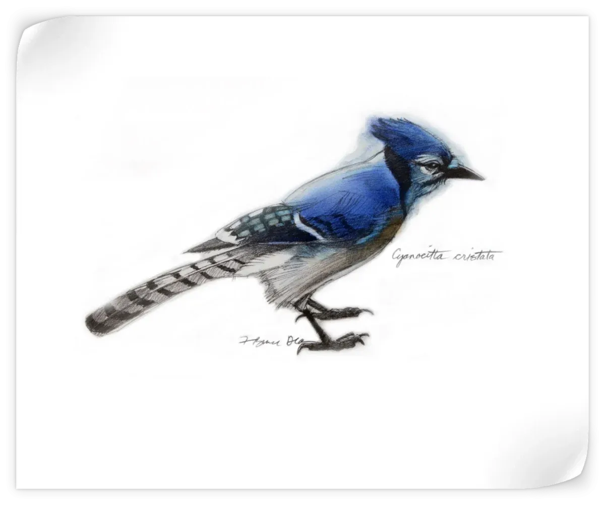 A Blue Jay Wall Art