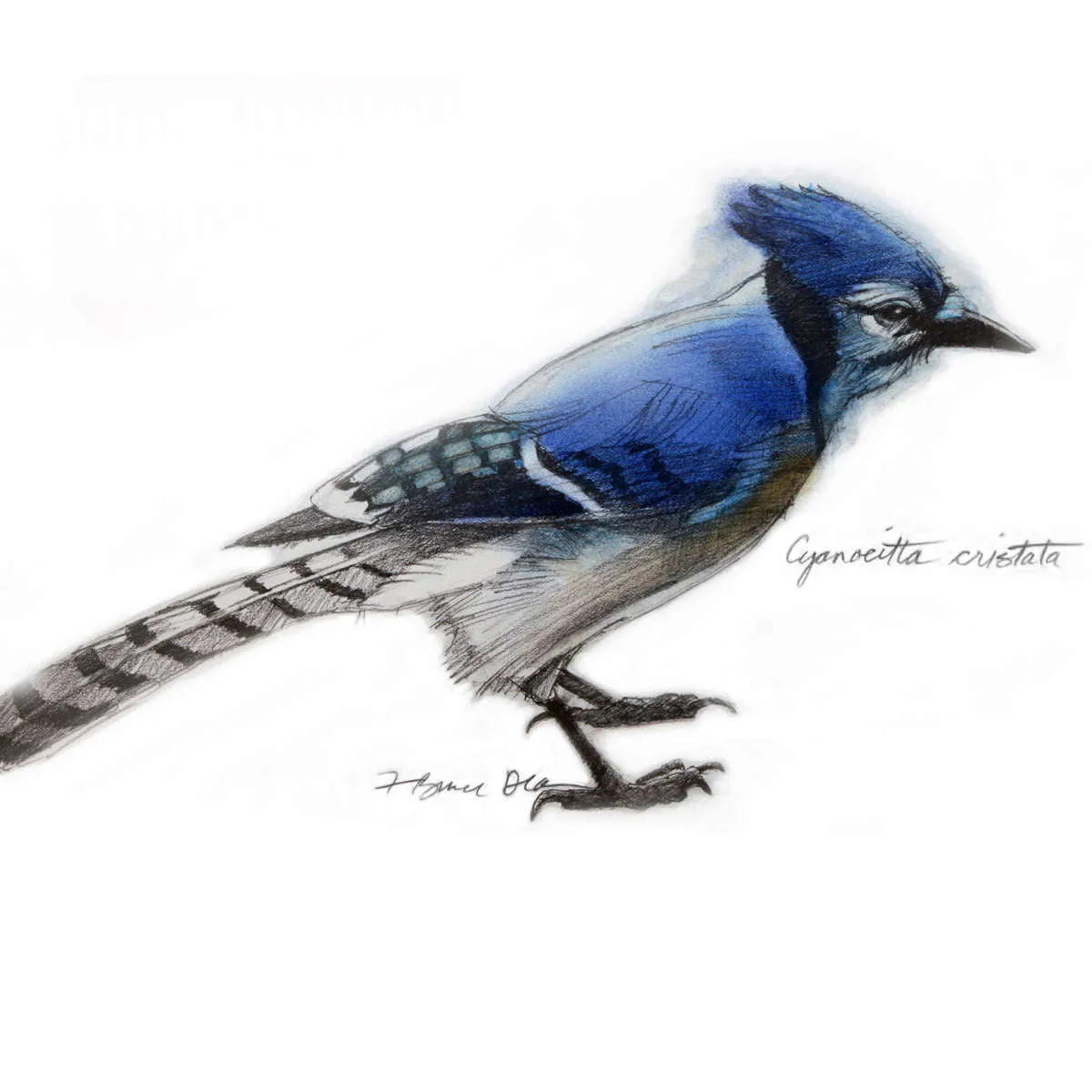 A Blue Jay Wall Art