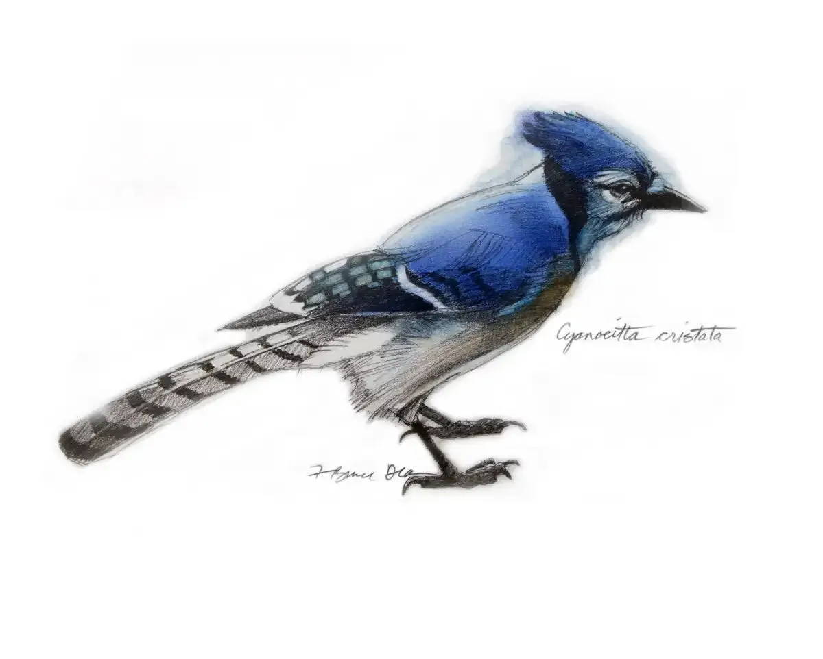 A Blue Jay Wall Art